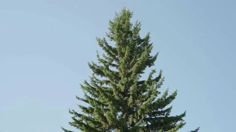 Fir tree Stock Footage 144001560