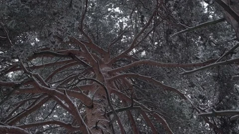 A fir-tree Video stock 157975518