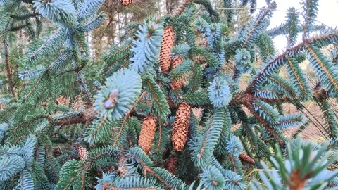 Fir tree Stock Footage 169050286