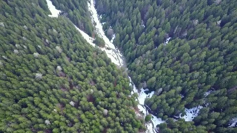 Fir tree forest , aerial view Stock-Footage 74115582