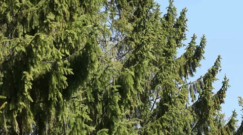 Fir tree forest branch Stock Footage 37546337