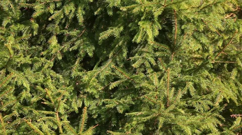 Fir tree forest branch Stock Footage 37547156