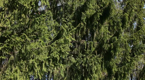 Fir tree forest branch Stock Footage 37547285