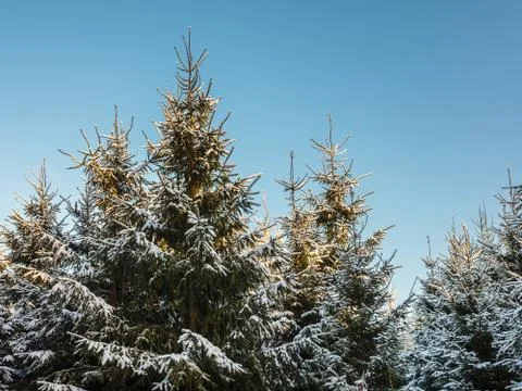 Fir tree forest covered with snow Stock Photos