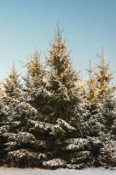 Fir tree forest covered with snow Stock Photos