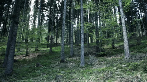 Fir tree forest Stock Footage 23467660