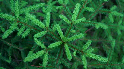 Fir tree in the forest Stock Footage 64771539