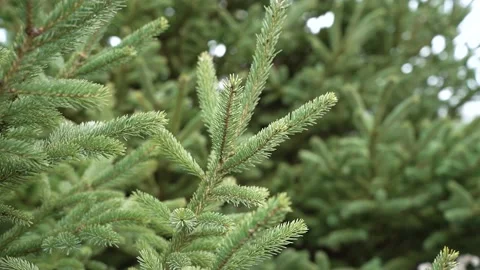 Fir tree in the forest Stock Footage 226476203