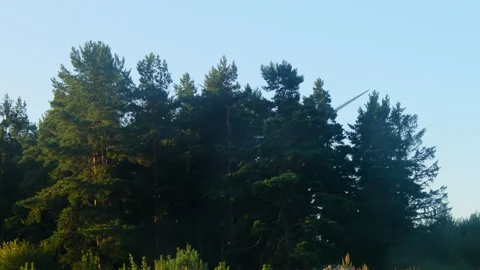 Fir tree forest in front of rotating wind turbine under clear sky Stock Footage 323874668