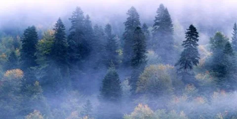 Fir-tree forest mist Stock Photos