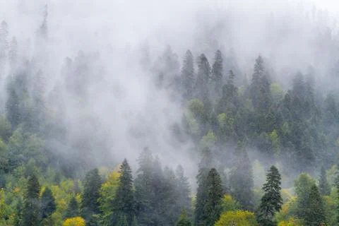 Fir-tree forest mist Foto stock