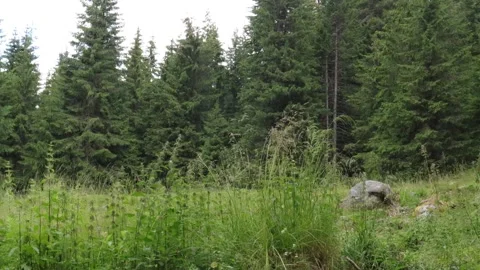 Fir Tree Forest in the Mountains Stock Footage 253655993