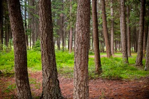 Fir Tree Forest Photos