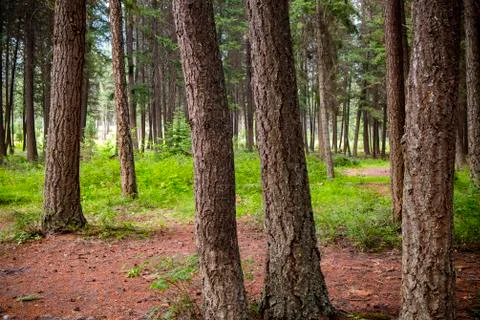 Fir Tree Forest Photos