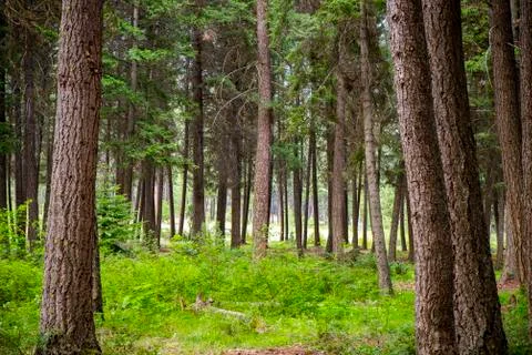 Fir Tree Forest Stockfoto's