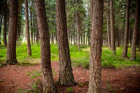 Fir Tree Forest Photos