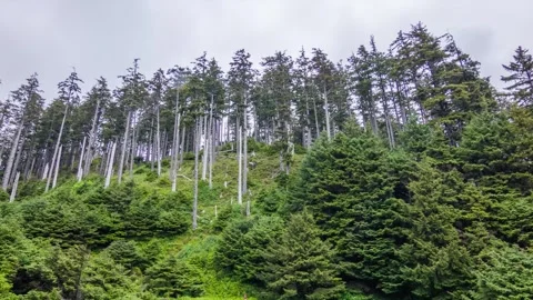 Fir tree forest, possibly Sakhalin fir (Abies sachalinensis) or related conifer Stock Footage 309292187