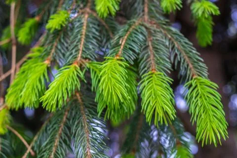 Fir tree fresh spring buds ready to be harvested to make syrup - selective fo Stock Photos
