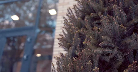 Fir tree in front of a building in the city as a design. Closeup Stock Footage 119619727