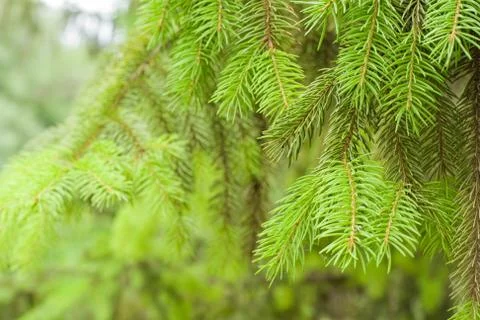 Fir-tree green branches Фото
