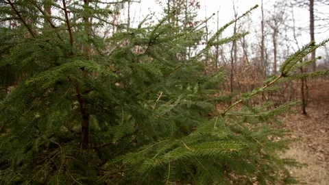 Fir Tree Growing in the forest in the wild. Stock Footage 167163032