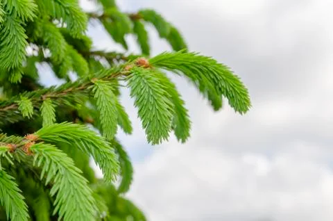 Fir tree growing under gray sky. Stock Photos