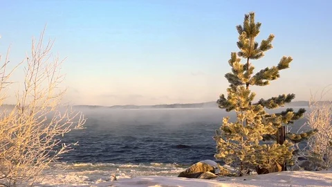 Fir tree on ice lake during blizzard Stock Footage 72818853