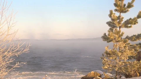 Fir tree on ice lake during blizzard Видео 72818861