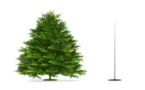 Fir tree. Stock Illustration