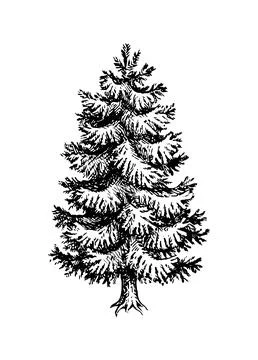 Fir tree ink sketch. Stock Illustration