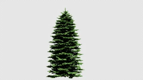 A fir tree isolated on alpha channel. 3d animation of an isolated fir tree Stock Footage 321165389