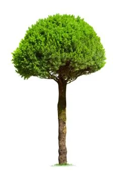 Fir tree isolated Stock Photos