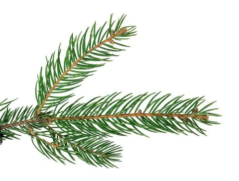 Fir-tree isolated without a shadow. Close-up. Christmas. New Year. Stock-Fotos