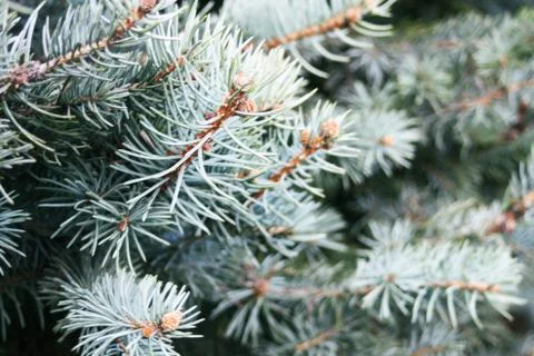 Fir tree, leaves Stock Photos