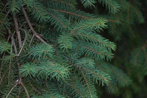 Fir tree leaves. Stock Photos