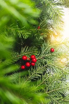Fir tree in the light macro background. Christmas spruce branch. Forest green Stock Photos