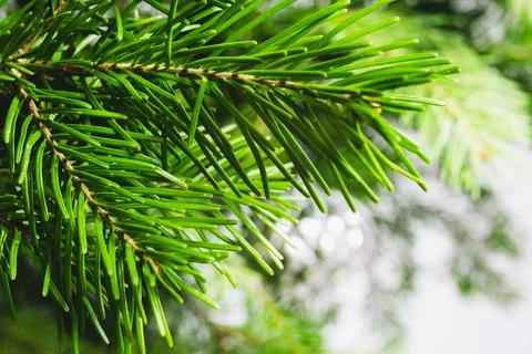 Fir tree in the light macro background. Christmas spruce branch. Forest green Stock Photos