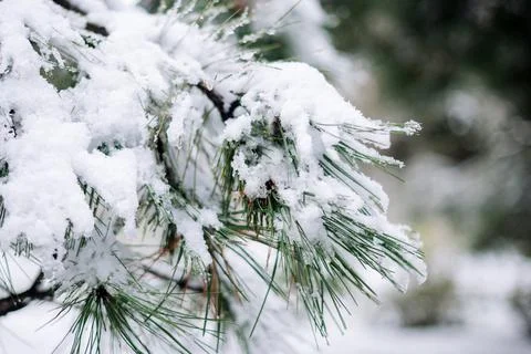 Fir tree loaded with snow in the forest Stock Photos