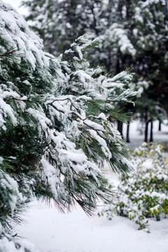Fir tree loaded with snow in the forest Stock Photos