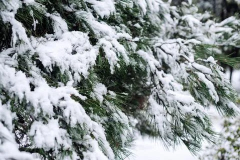 Fir tree loaded with snow in the forest Stock Photos