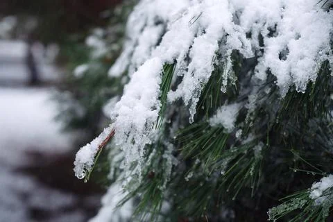 Fir tree loaded with snow in the forest Foto stock