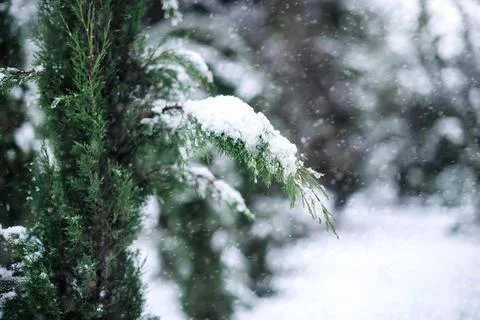 Fir tree loaded with snow in the forest Stock Photos