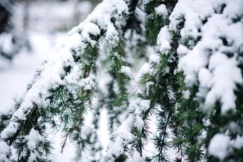 Fir tree loaded with snow in the forest Stock Photos