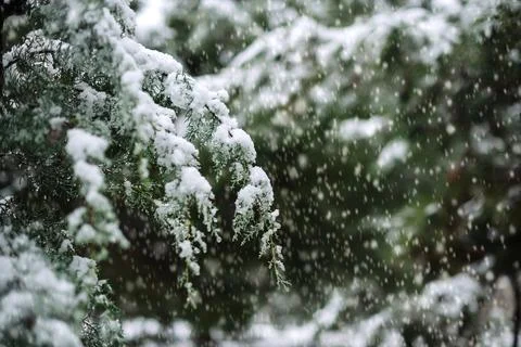 Fir tree loaded with snow in the forest Stock Photos