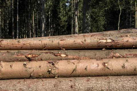 Fir tree logs Stock Photos