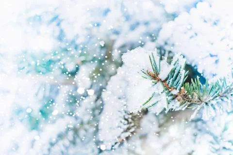 Fir tree macro background. Winter wallpaper with snowflakes. Frozen spruce Stock Photos