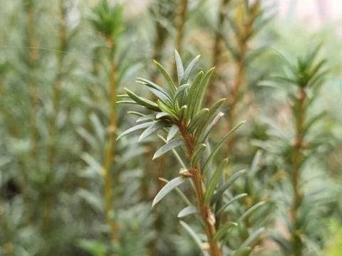A fir tree with many cones Stock Photos