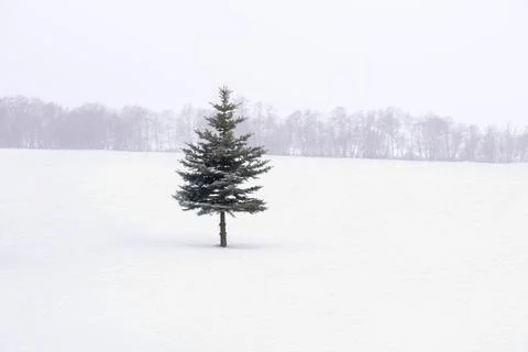 Fir tree in the middle of the field Stock Photos