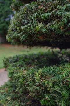 Fir tree with middle section cut out Stock Photos