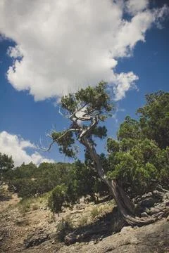 Fir tree on mountain slope landscape photo Stock-Fotos